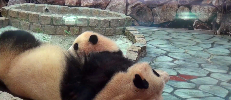一只不安分的熊猫宝宝,拽着熟睡的妈妈捣乱,最后把自己累瘫了