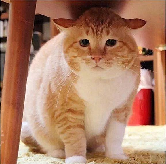 日本一只胖橘猫不走卖萌路线，凭借“沮丧脸”成为网红!