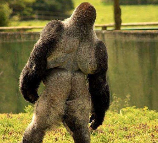 能一拳打死老虎狮子的猩猩,银背大猩猩的实力如何