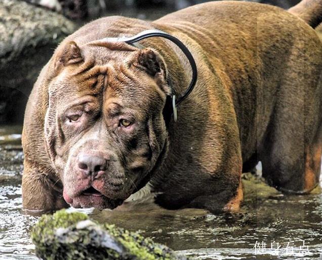180磅的犬中浩克，拉汽车锻炼肌肉，这块头真的很强壮！