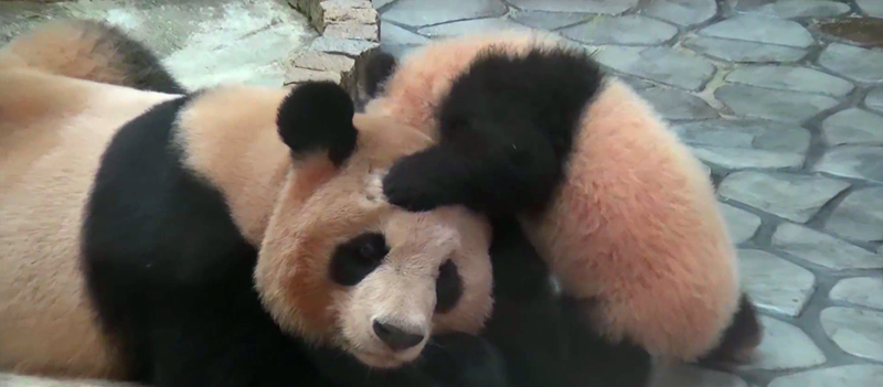 一只不安分的熊猫宝宝,拽着熟睡的妈妈捣乱,最后把自己累瘫了