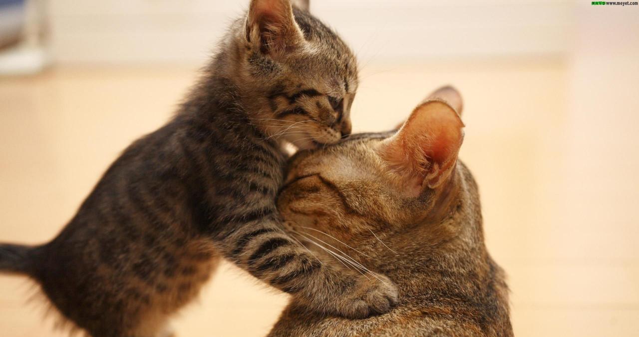 猫咪得了猫藓怎么办? 三招教你赶走猫藓, 快学