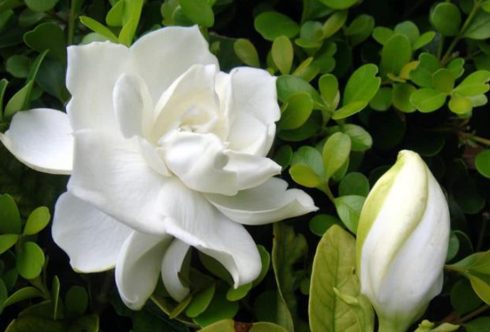 栀子花养护技巧,叶片翠绿有光泽,花苞再也不发