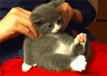 宠物搞笑表情大pk gif:二哈的眼神,电死你