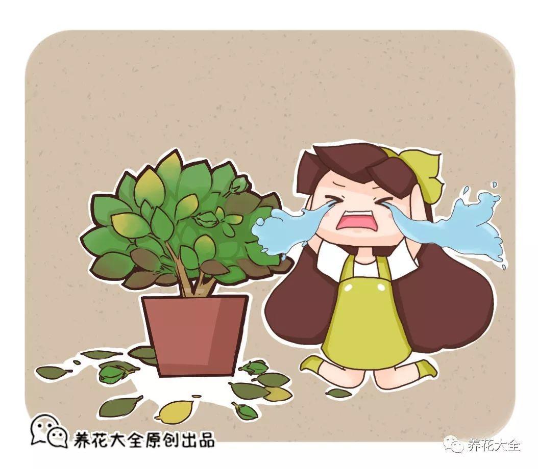 栀子花只长叶不开花?那就学着这么养,开花开到