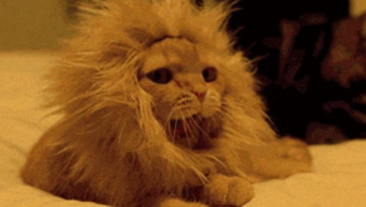 猫咪和金毛戴上狮子头套后十分帅气,但哈士奇戴上后,画风突变