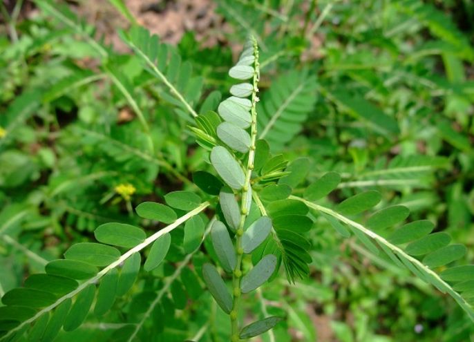 农村这种常见的野草,能清热解毒,清热止泻,清肝明目