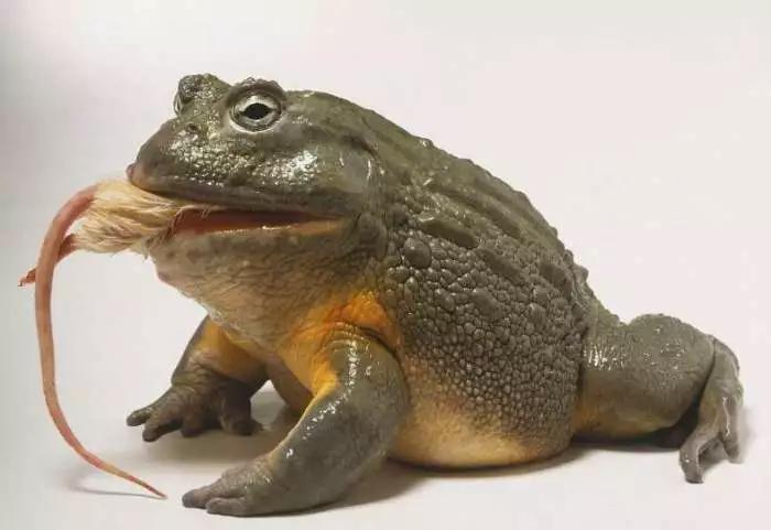 吃老鼠、吃毒蛇、吃同类的非洲牛蛙: 从我眼前过, 先从嘴里走一遭