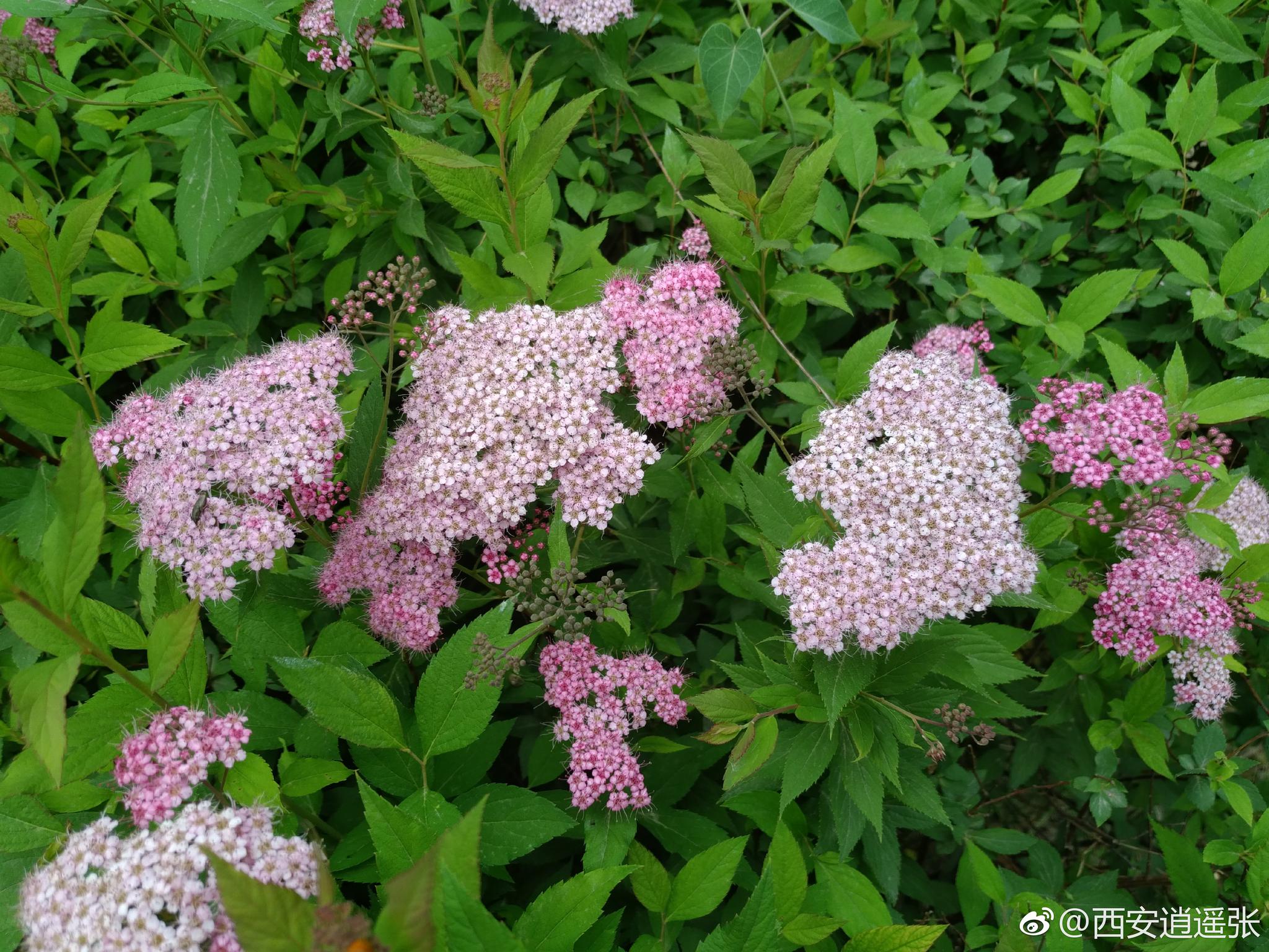 花花相映如繁星,默默绽放绿饶里..|绣线菊|繁星|灌木丛_新浪网