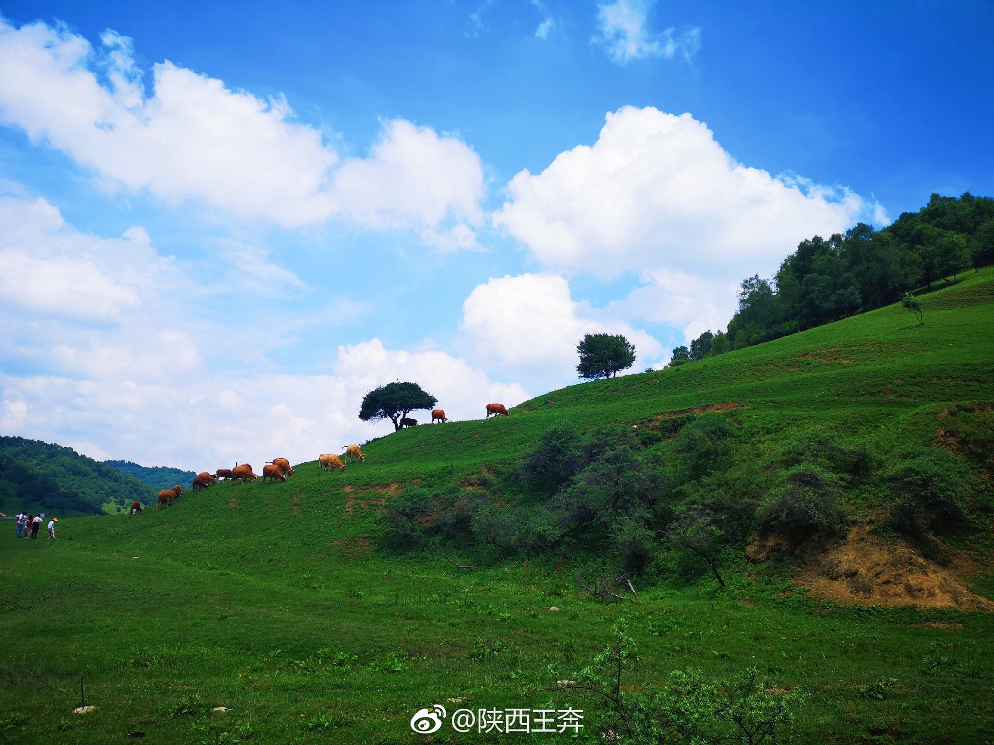 关山牧场自古以秦非子养马而闻名于世，为陕西最大的林牧区
