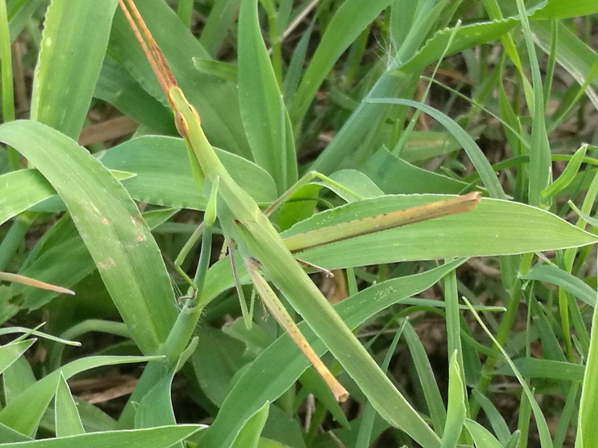 河南农村这种昆虫"伪装"成草叶!你能找到它吗