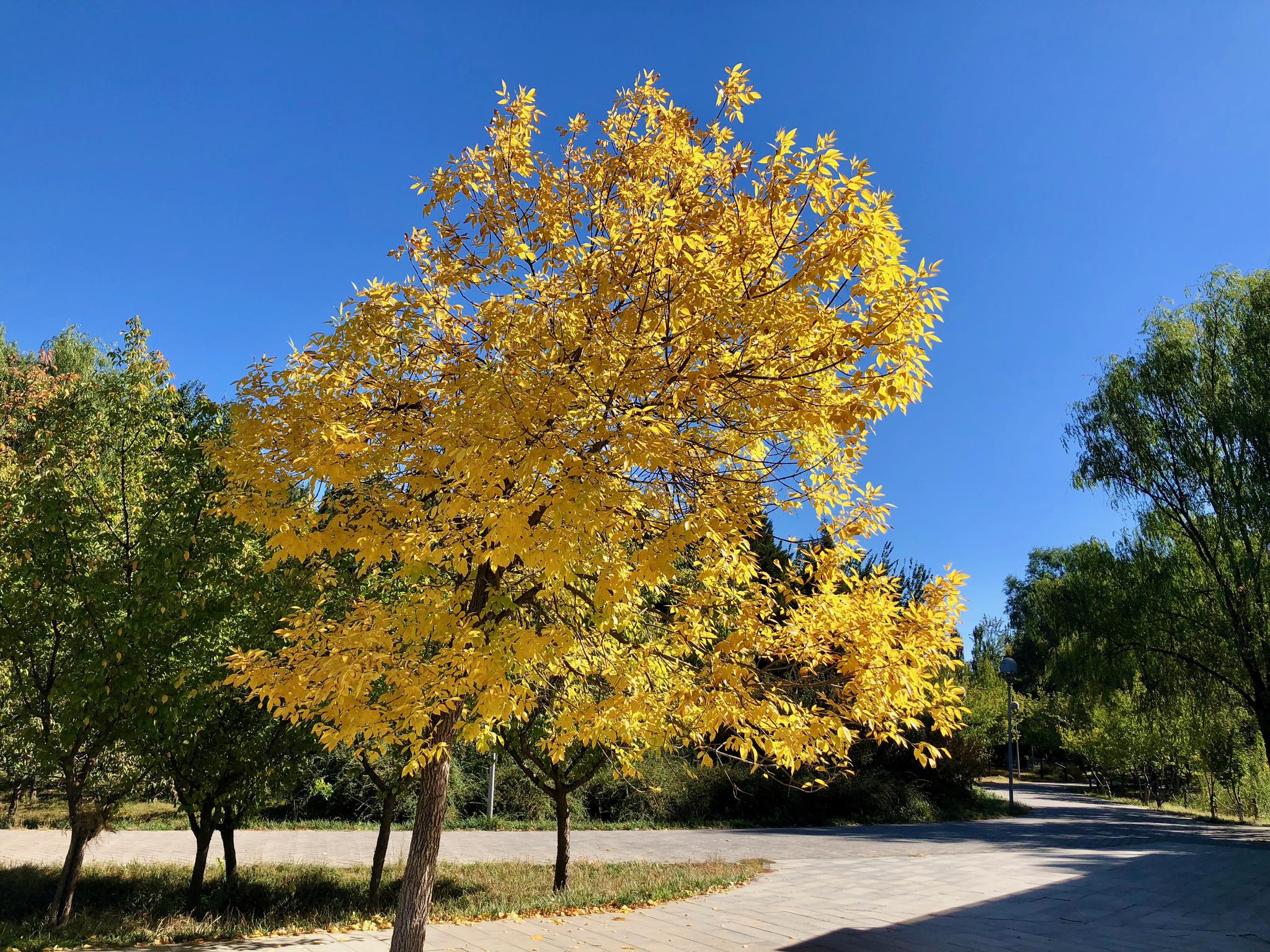 金秋十月:金黄色白蜡树、蔚蓝天空，北京奥林匹克公园