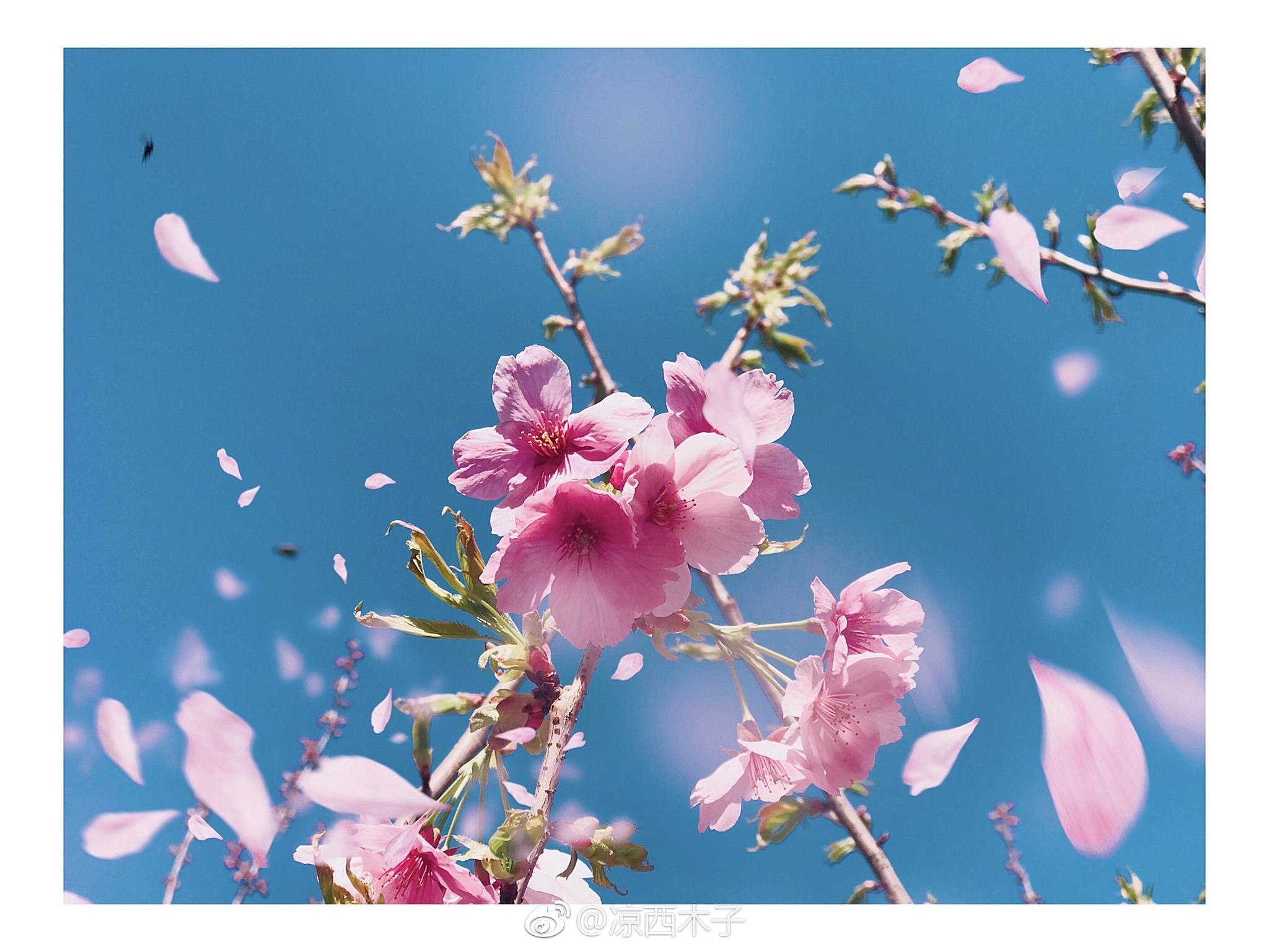 樱花飘落的花瓣怎么画图片