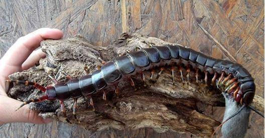 世界上最大的巨人