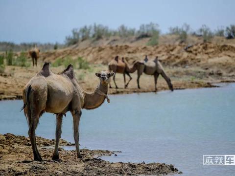探寻荒漠湿地，BJ40 PLUS是最舒适的硬派越野车丨新疆试驾