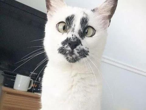 猫咪天生小黑脸斗鸡眼,马术一看就笑翻了:这猫不敢真的吸网友passage图片