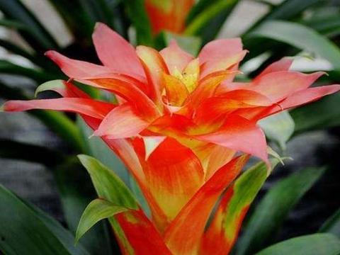 此种漂亮又好养的盆栽花卉,不仅花好看,花名更美!