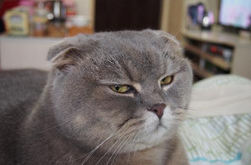 猫智商不高,人类却总是想象猫的各种「高冷」「傲娇」