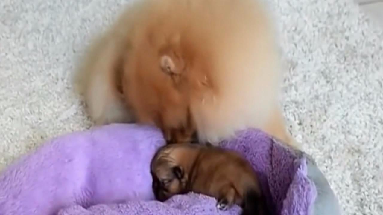 博美犬妈妈就生了一只小奶狗,对唯一的孩子是如珠如宝