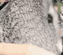 热点 | 冰岛一夜爆红世界杯!简直要笑出腹肌…