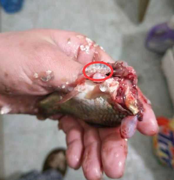 梦境解析，钓起带血小鱼与蛆群——潜意识的深层寓意