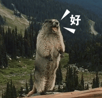 土拨鼠表情包源头找到了 非常魔性的土拨鼠