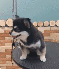 偶遇一只狗,长相奇特让人笑喷,网友:这狗爹是哈士奇吧