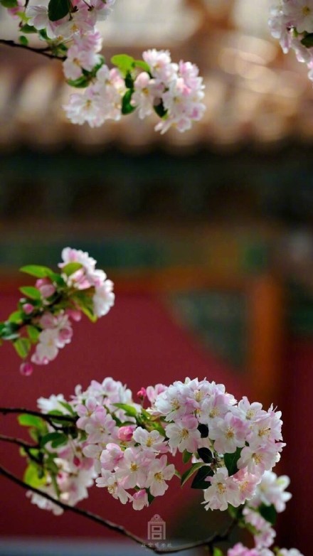 故宫的海棠开花了,好羡慕那只住在宫里的猫…