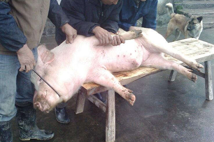 农村大哥从猪的肚子里面刨出一个钵,纳闷的是猪是怎么