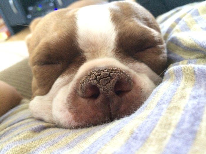 如何迅速有效的治疗狗鼻子干的症状