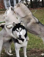 二哈打架输了回家哭