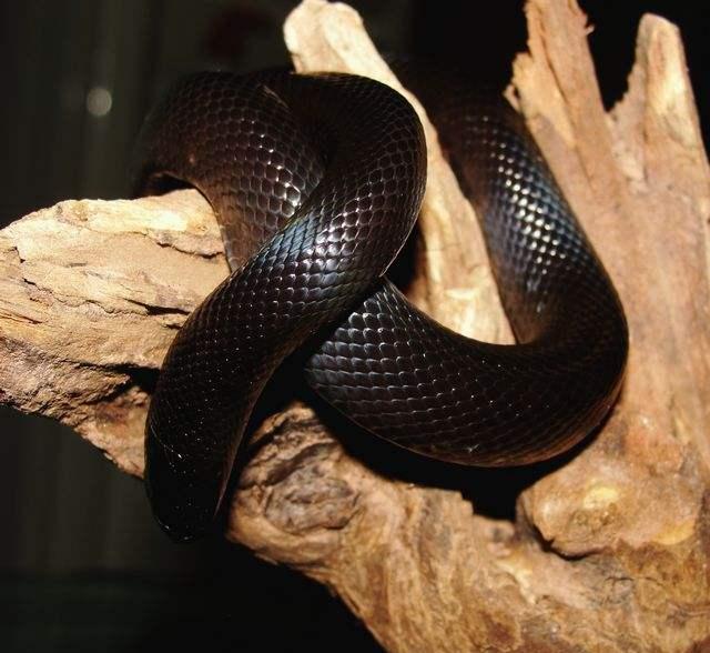 一种携带黑化基因的沙漠王蛇