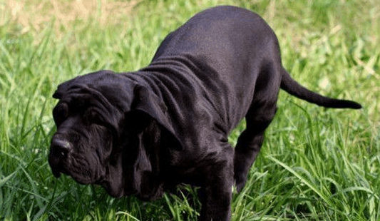 动物盘点: 世界十大最贵名犬 狗狗身价排行榜