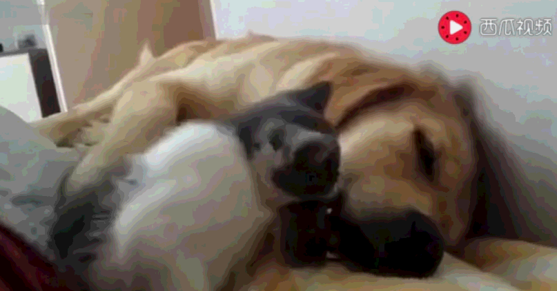 萌猫打扰金毛睡觉, 金毛沉睡不醒, 不过最后一个举动亮了