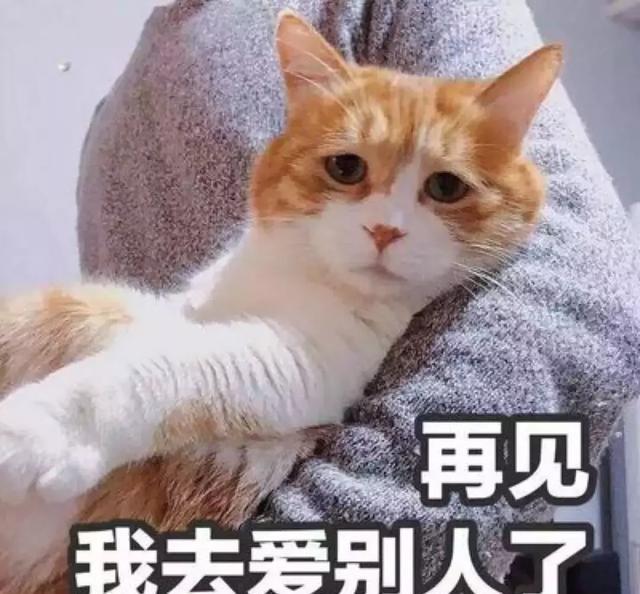渣男猫咪:具有超多心爱表情特性?!字搞笑带v猫咪的漫画图片图片图片
