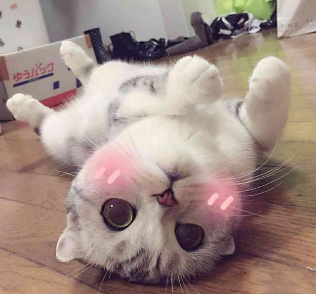 最近很火的表情:可爱表情系列第二弹自觉的猫咪包图片