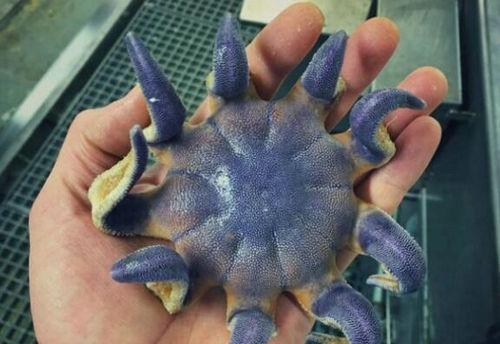 渔民捕怪异深海鱼各个长相奇特 盘点十大最怪异海洋生物