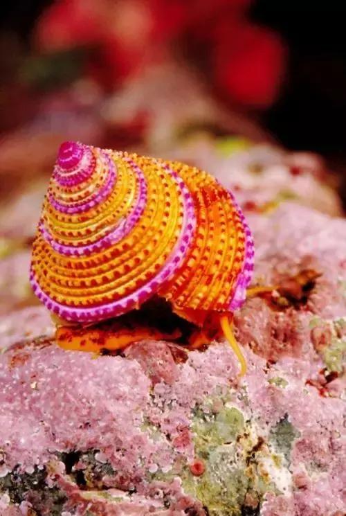 美丽的海螺世界, 太罕见了 !