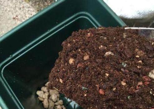 花卉什么时间换盆最好?其中大有讲究,换对了花