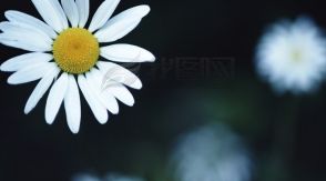 非常经典的句子,人生,不是忙着活,就是忙着死