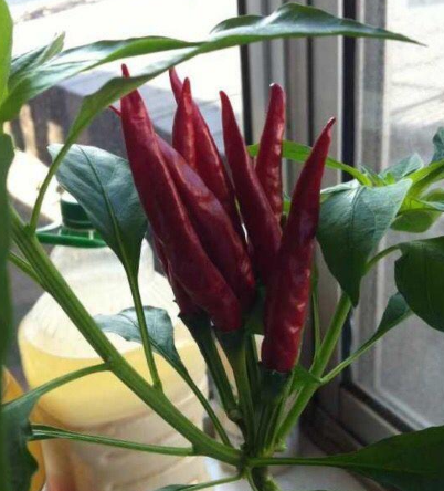 阳台种了棵辣椒结了九十多,春天收获到秋天还