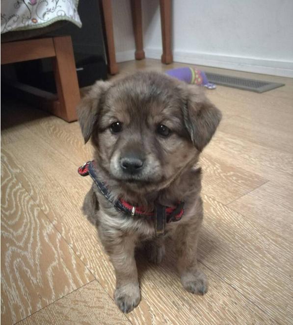 经过几番波折后,家里多了一个小成员——中华田园犬!