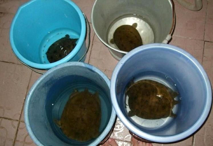 爸爸的捕鱼方法, 用矿泉水瓶布阵抓甲鱼