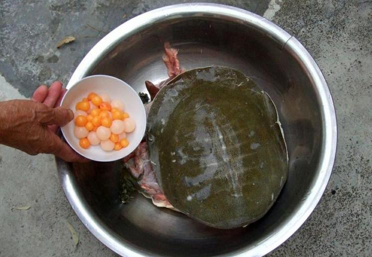 爸爸的捕鱼方法, 用矿泉水瓶布阵抓甲鱼