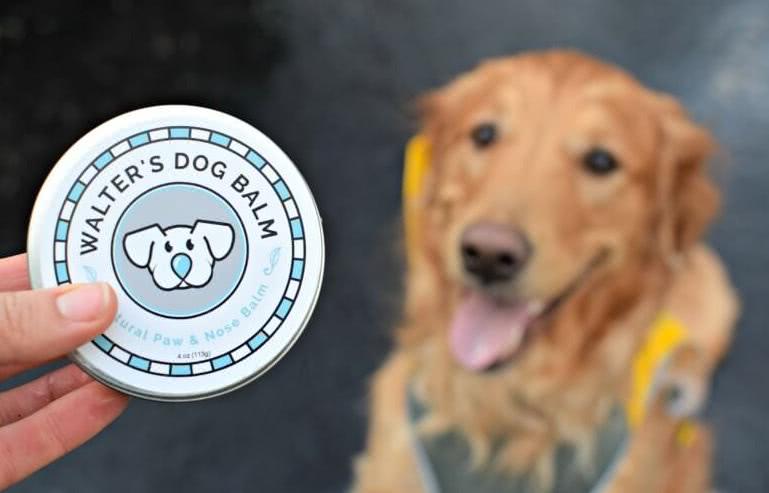 如何迅速有效的治疗狗鼻子干的症状