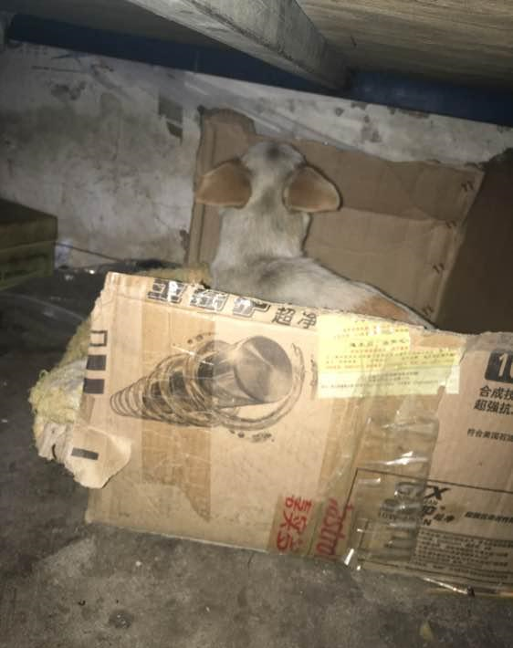 狗妈妈羊水破了,男孩带回家偷偷养在床底下,这