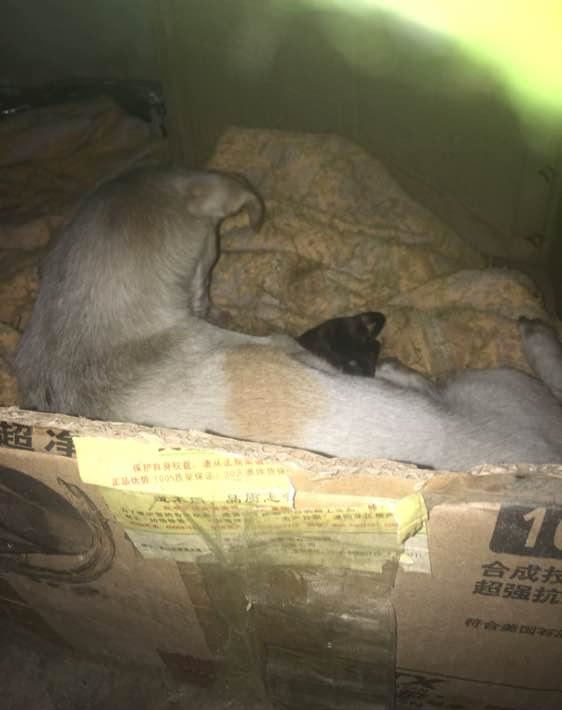 狗妈妈羊水破了,男孩带回家偷偷养在床底下,这