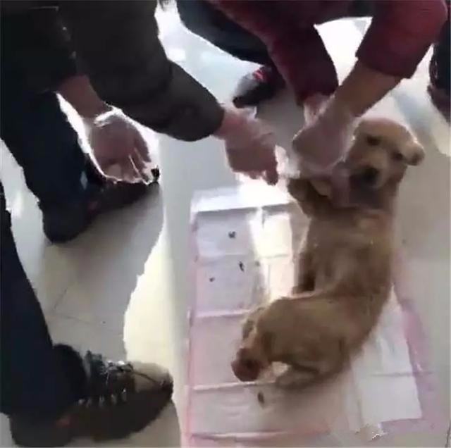 男子心情不好在狗狗身上发泄,四肢被残忍砍掉,眼前一幕让人心疼