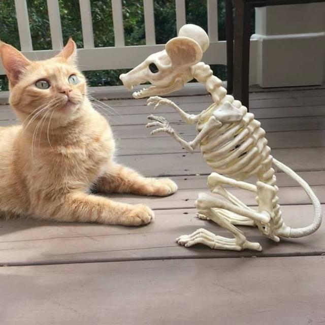 喵看到主人喂给另一只猫东西后,秒变表情包!