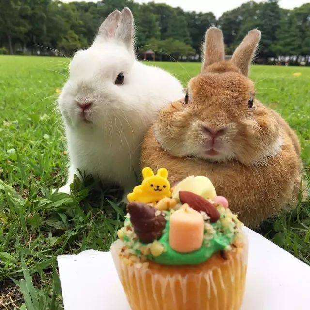 两只又萌又可爱的兔兔,它们这画风却一点都不相同